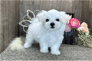 Abraham - Maltese for sale