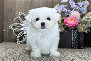 Dolly - puppy for sale