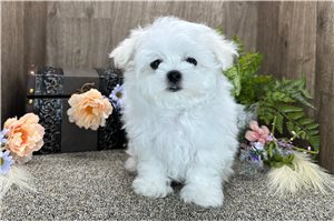 Liam - Maltese for sale
