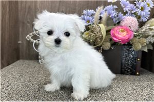 Daffodil - puppy for sale