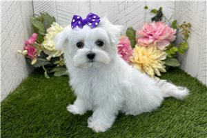 Kianna - puppy for sale