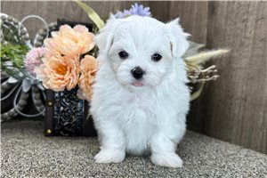 Basil - Maltese for sale