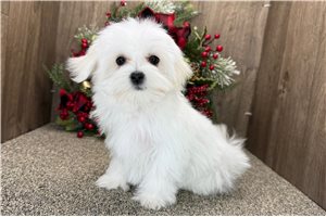 Nico - Maltese for sale