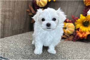 Tiffany - Maltese for sale