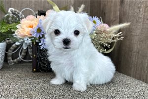 Abraham - puppy for sale