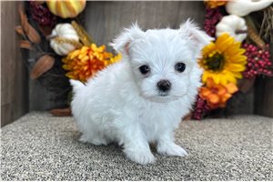 Tyra - puppy for sale