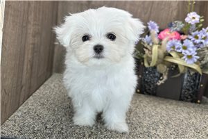 Dolly - puppy for sale