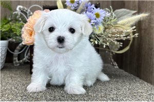 Bizzy - puppy for sale