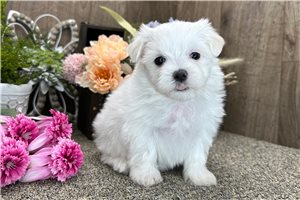 Beverly - puppy for sale