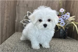 Rango - Maltese for sale