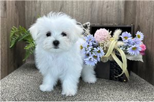 Beverly - Maltese for sale