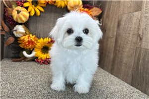 Rockie - Maltese for sale