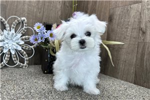 Rockie - Maltese for sale
