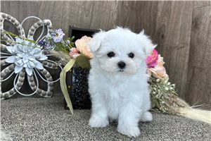 Collin - Maltese for sale