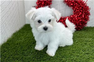 Kevin - puppy for sale