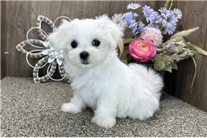 Danelle - Maltese for sale