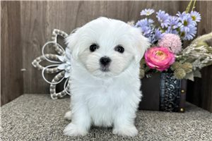 Deacon - puppy for sale