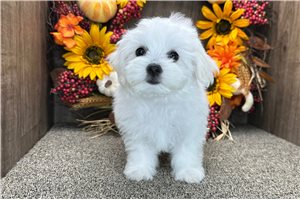 Renata - Maltese for sale