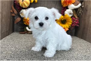 Seth - Maltese for sale