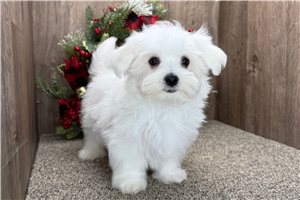 Newton - Maltese for sale