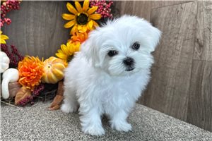 Rockie - Maltese for sale