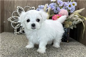 Rockie - Maltese for sale