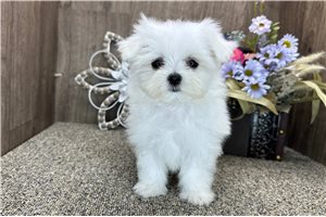 Daffodil - Maltese for sale