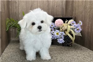 Basil - Maltese for sale