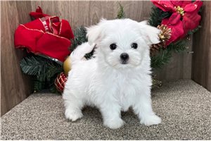 Tank - Maltese for sale