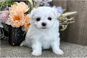 Collin - puppy for sale