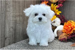 Rango - puppy for sale