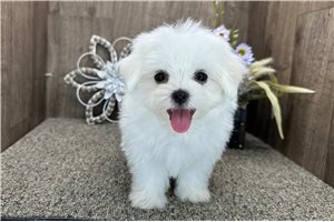 Deacon - Maltese for sale
