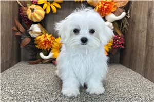 Rango - Maltese for sale