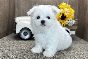 Liam - puppy for sale