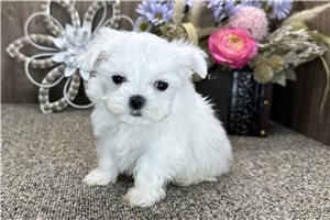 Ranger - puppy for sale