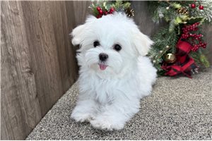 Minsa - Maltese for sale