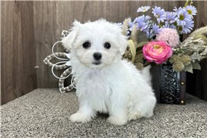 Demi - puppy for sale