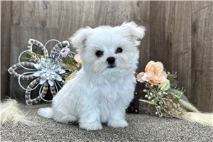 Armand - Maltese for sale