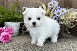 Casper - puppy for sale