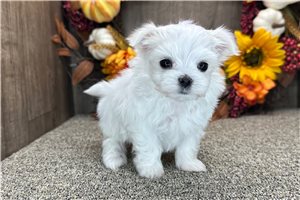 Teddy - Maltese for sale