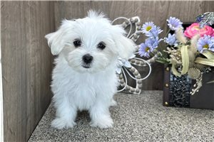 Danelle - puppy for sale