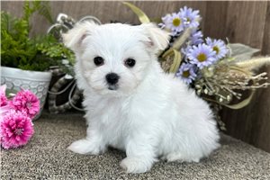 Armand - puppy for sale