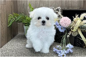 Casper - Maltese for sale