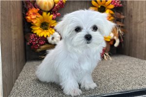 Raelynn - Maltese for sale