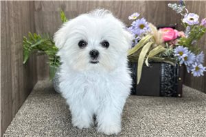 Casper - Maltese for sale