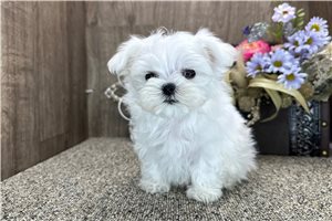 Ranger - puppy for sale