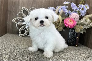 Doreen - puppy for sale