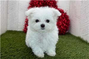 Tiffy - Maltese for sale