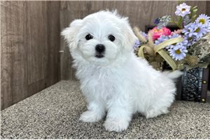 Renata - Maltese for sale