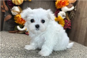 Shane - Maltese for sale